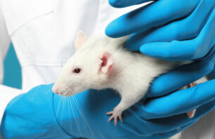 Влияние холодового стресса на болевую чувствительность крыс